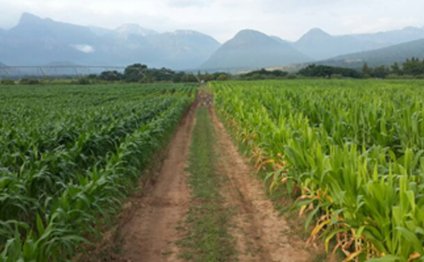 Farming in South Africa