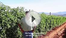 Growing Tomatoes with Drip in South Africa: Netafim